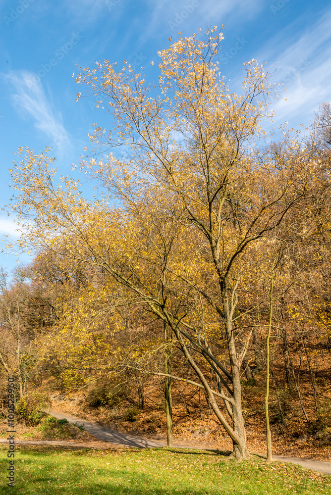 Fox valley in Bratislava with big oak tree at November Fox valley in Bratislava with big oak tree at November