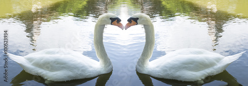 swans © utah51