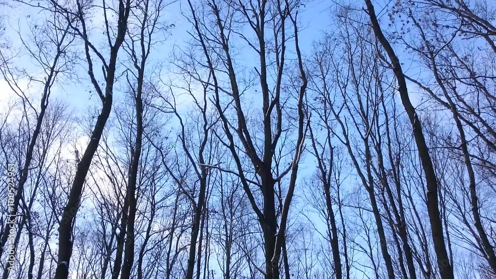 Silhouettes of leafless trees in winter forest against blue sky. Camera ride in horror scene. Silhouettes of leafless trees in winter forest against blue sky. Camera ride in horror scene.