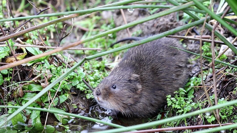 Water Vole Eating Water Vole Eating