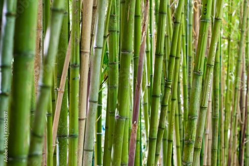 Fototapeta Naklejka Na Ścianę i Meble -  Parede de Bambu