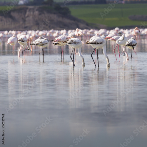 African flamingos in the lake over beautiful sunset, flock of ex
