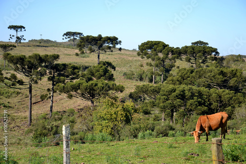 Animais no campo em Criúva, Rio Grande do Sul photo