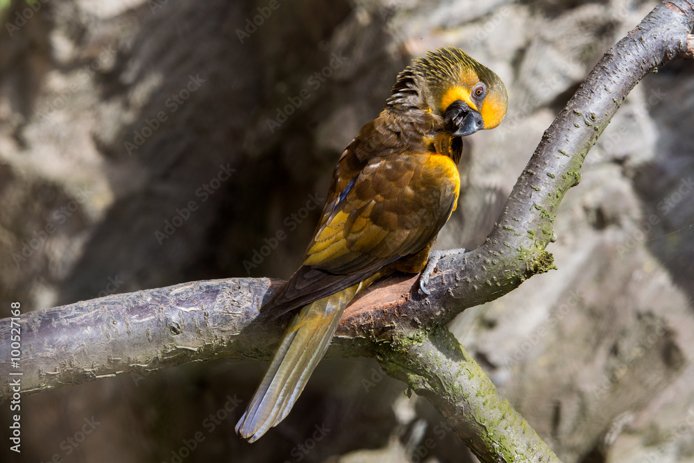 Naklejka premium The court parrot ,colorful