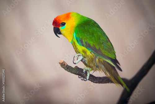 The court parrot ,colorful © Aleksei Zakharov
