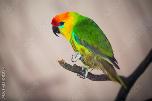 The court parrot ,colorful