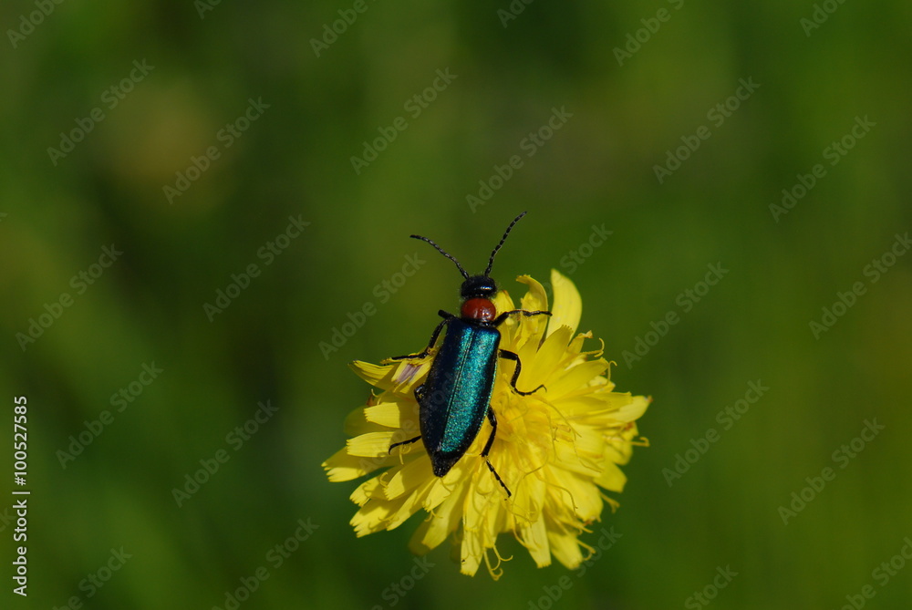 Naklejka premium Bir Böcek - Bir Çiçek