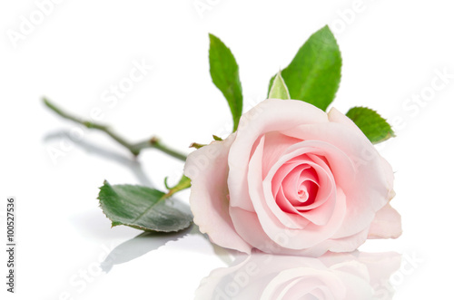 Fototapeta Naklejka Na Ścianę i Meble -  beautiful single pink rose lying down on a white background