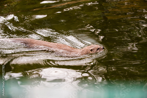 Floating river otter