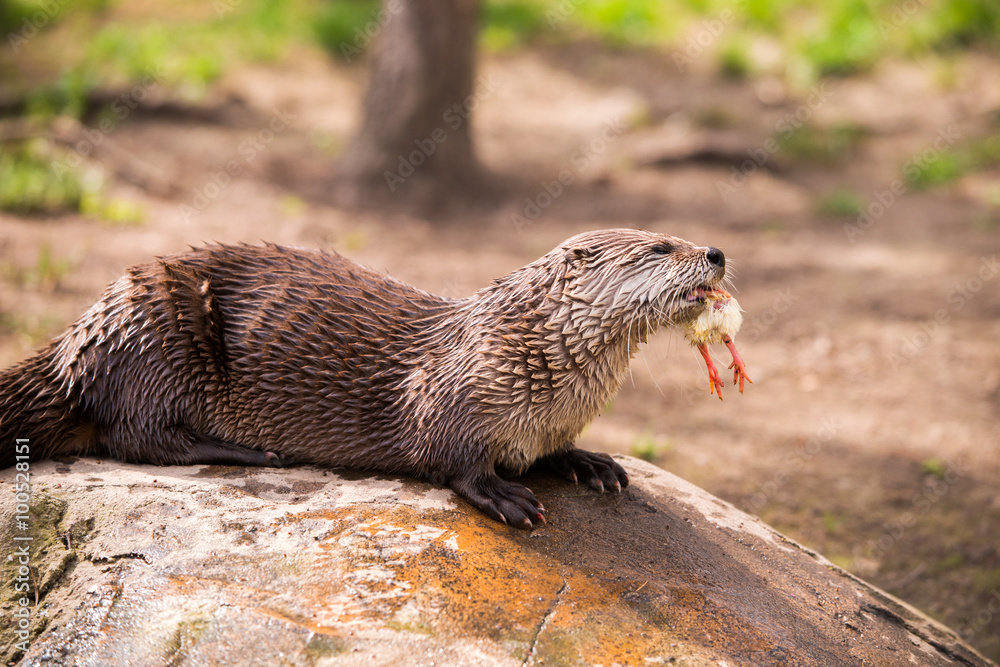 otter standing on a rock with prey in the teeth otter standing on a rock with prey in the teeth