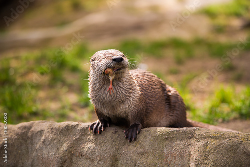  otter standing on a rock with prey in the teeth photo