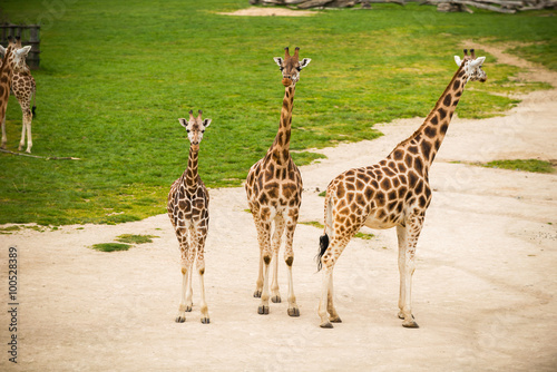 Group of giraffes walking on sandy terrain.