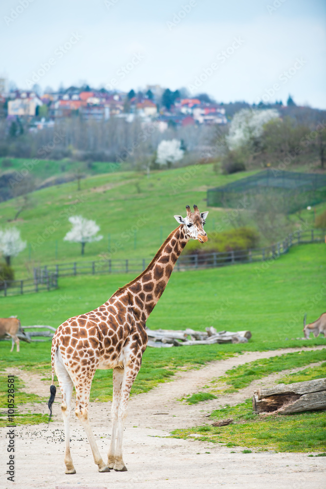 Group of giraffes walking on sandy terrain. Group of giraffes walking on sandy terrain.
