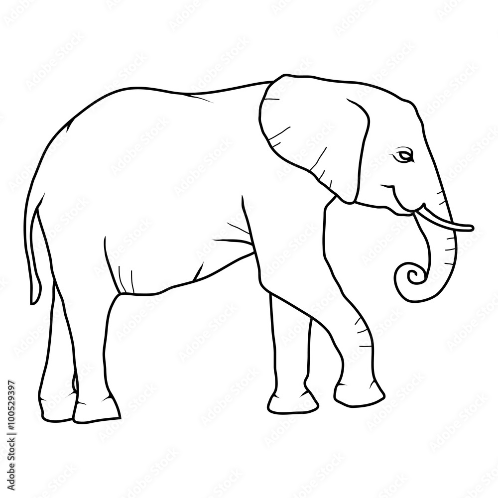 Fototapeta premium Elephant on white background