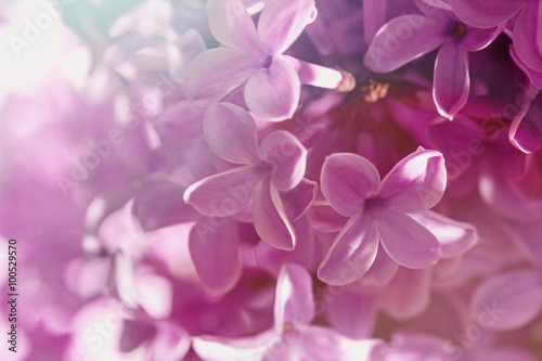 Flowers of purple blooming lilacs © dashabelozerova