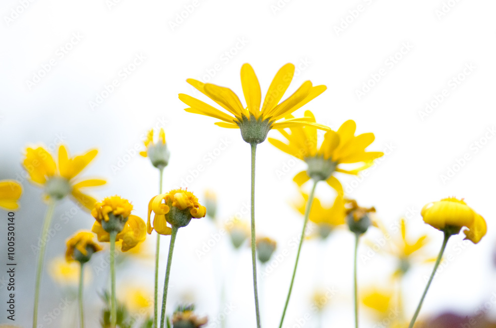 yellow chrysanthemum
