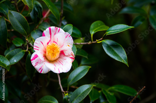 Camellia