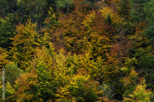 Bunter Schweizer Herbstwald im Wallis, Schweiz
