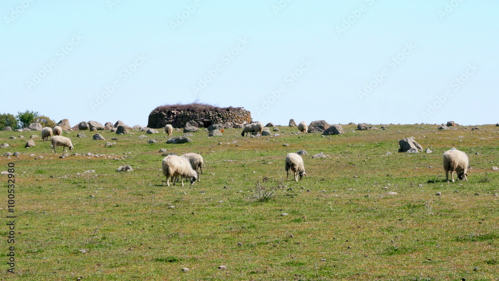 sheep grazing in village on green grass, assos, canakkale, turkey sheep grazing in village on green grass, assos, canakkale, turkey