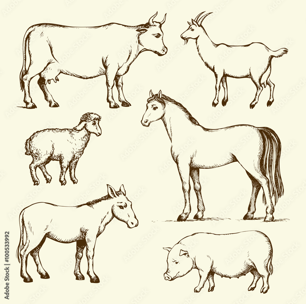 Farm animals. Vector drawing