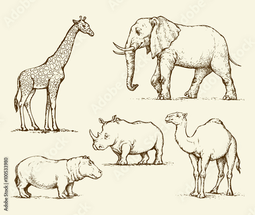 African animals. Vector drawing