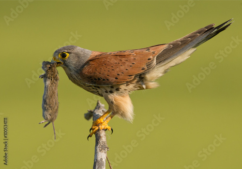 Bild auf Leinwand Common Kestrel with mouse in green background, Hungary, Europe