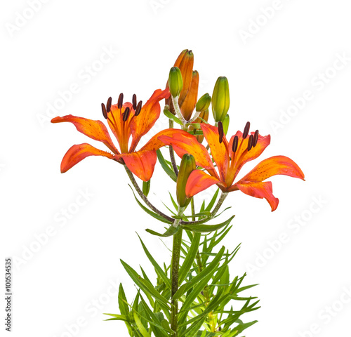 Orange lily species dahuricum on a white background photo