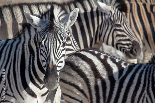 Zebra portrait in Etosha  Namibia. Etosha National Park is a national park in northwestern Namibia.