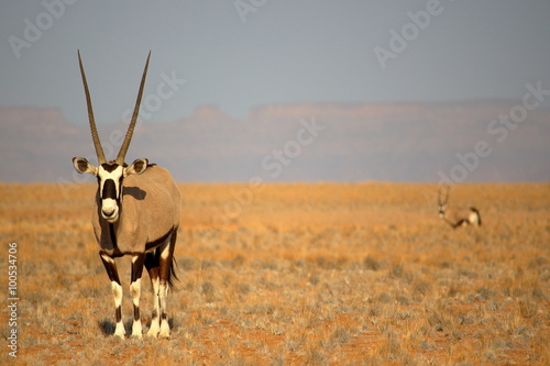 Oryx near Sossusvlei, Namibia. Gemsbok antelope (Oryx gazella) in the Namib savannah, near Sossusvlei, Namibia, Africa.