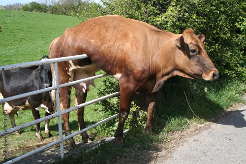 Cow stuck on Gate and just hanging there. photo