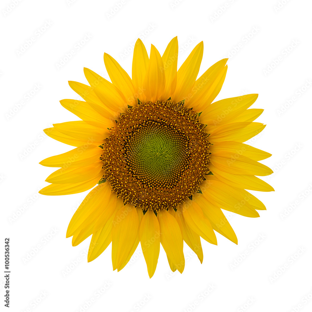 Fototapeta premium Sunflower isolated on white background with clipping path.