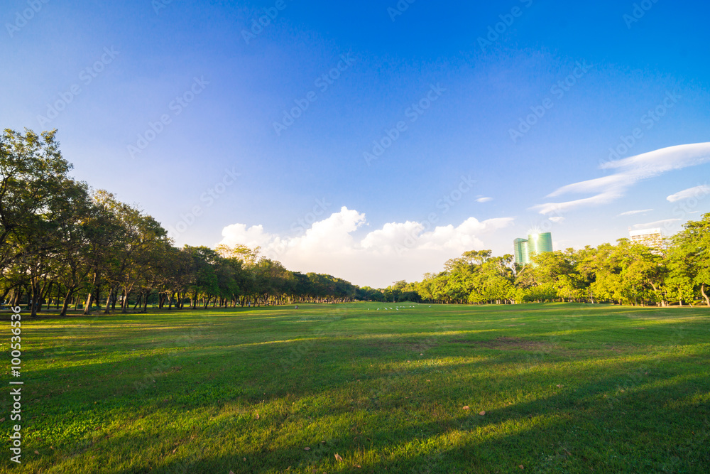 Obraz premium Garden background with blue sky.