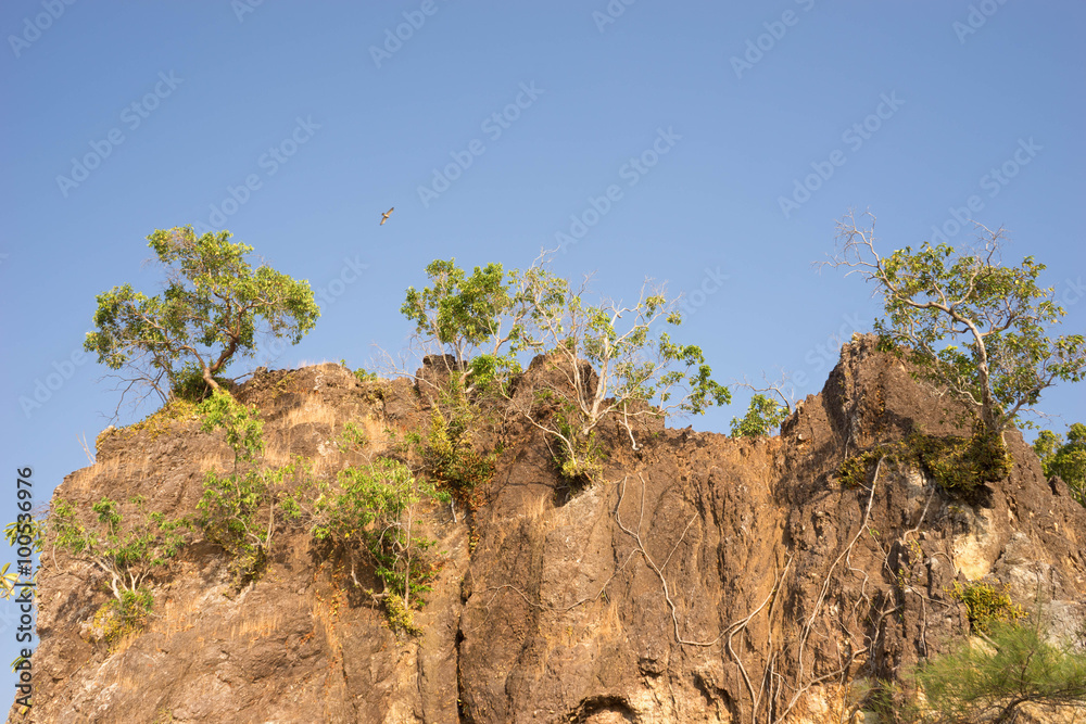 tree grow on the cliff tree grow on the cliff