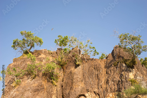 tree grow on the cliff