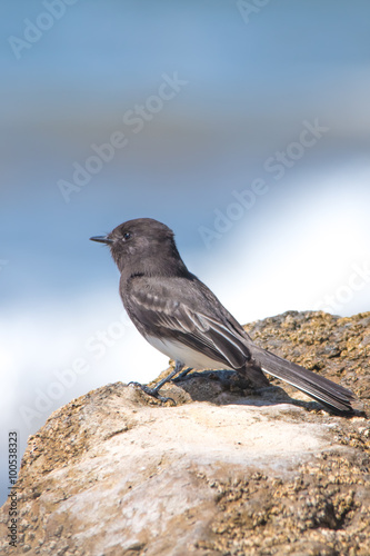 The Wild Black Phoebe Pearching on the Rock at Ventura Beach