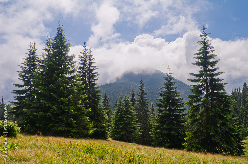 Summer mountain landscape with fir and mountain covered with clo