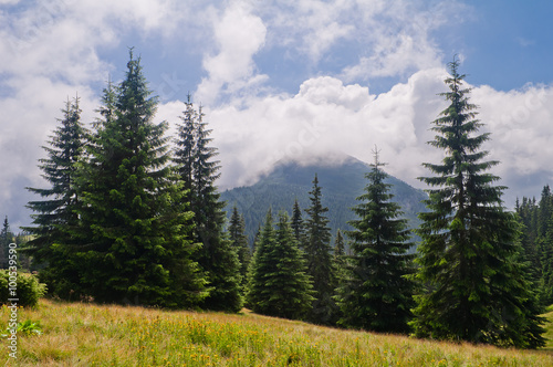 Summer mountain landscape with fir and mountain covered with clo