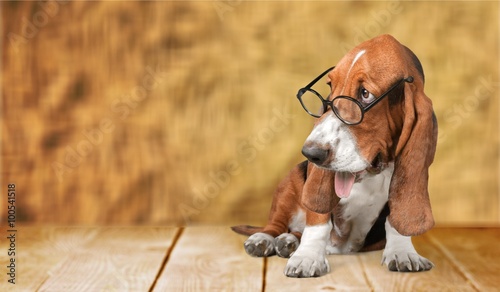 Photography Dog.