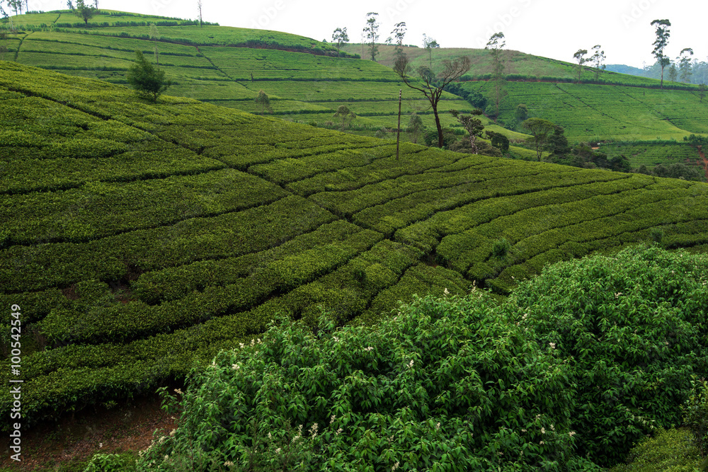  Tea plantations in Sri Lanka
