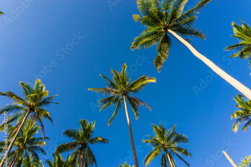 Coconut palms against blue sky background