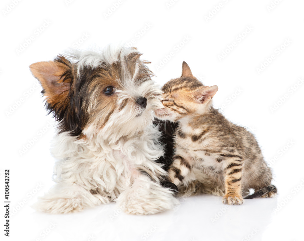 Bengal kitten sniffing Biewer-Yorkshire terrier puppy. isolated Bengal kitten sniffing Biewer-Yorkshire terrier puppy. isolated