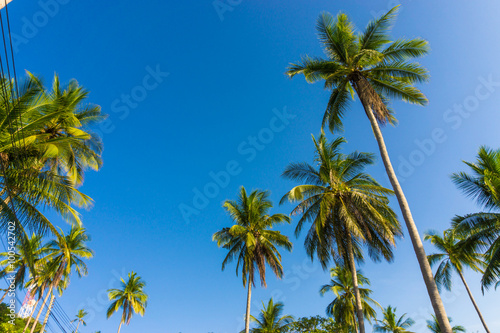 Coconut palms against blue sky background