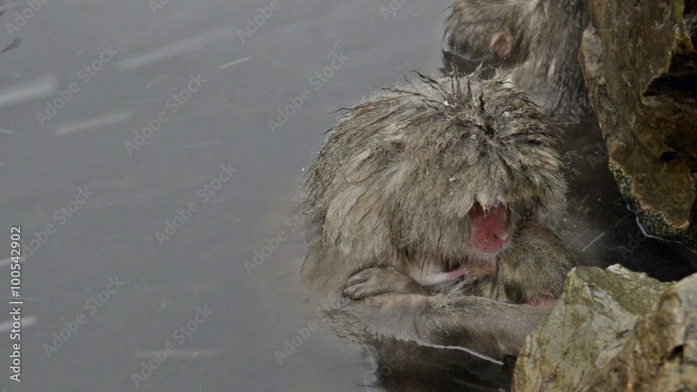 A baby snow monkey with mother, Jigokudani, Nagano, Japan. These monkeys are famous throughout the world as they live in the snow, and use natural hot spring to keep warm. A baby snow monkey with mother, Jigokudani, Nagano, Japan. These monkeys are famous throughout the world as they live in the snow, and use natural hot spring to keep warm.