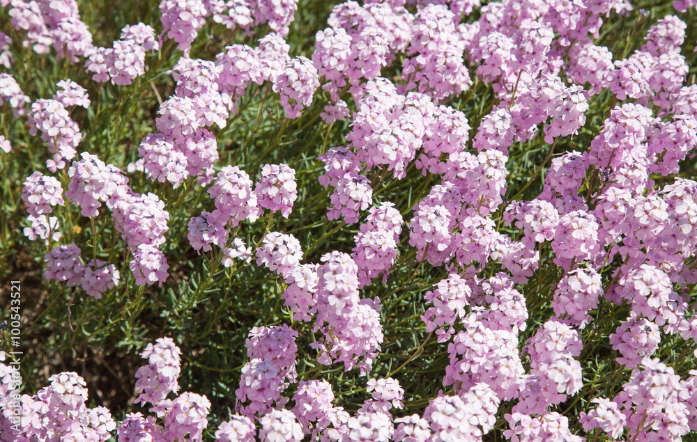 Aethionema stylosum (Brassicaceae) flowers