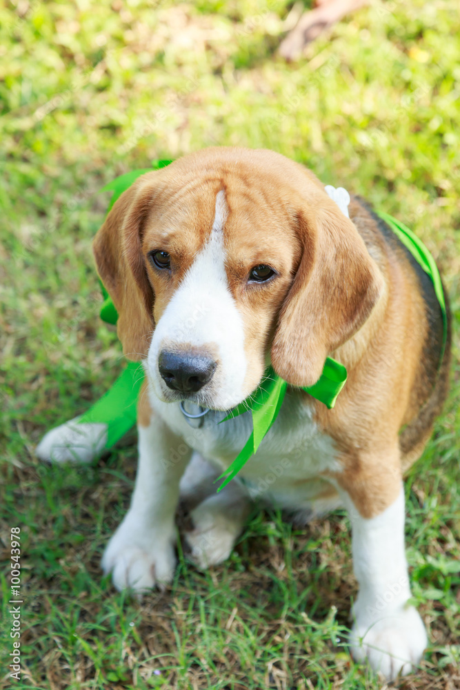 Beagle dog present