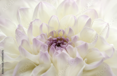 flower chrysanthemum close-up