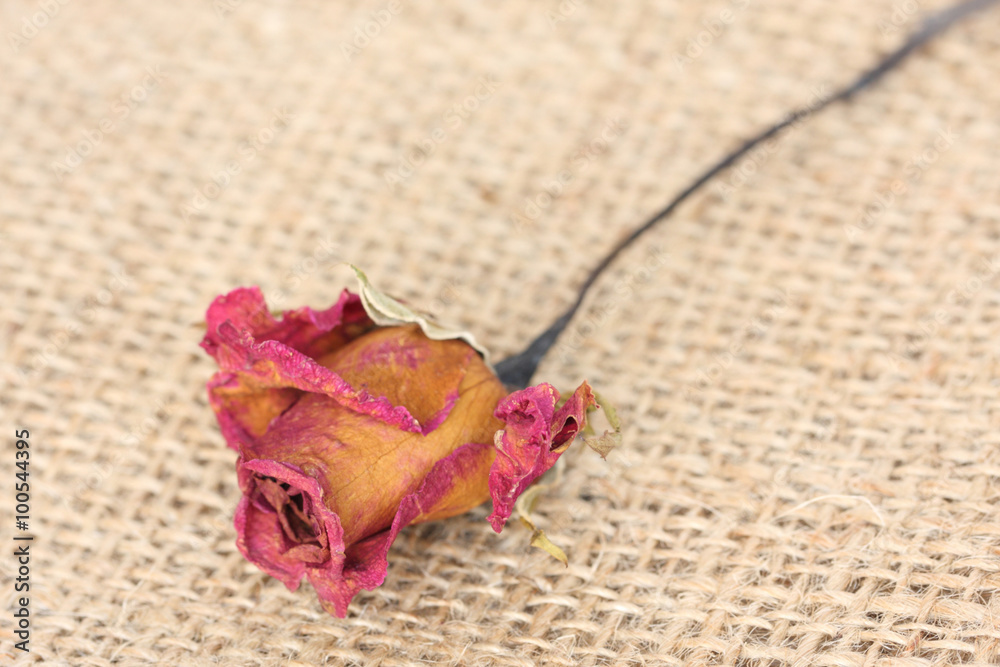 Whithered rose on sackcloth background. Whithered rose on sackcloth background.