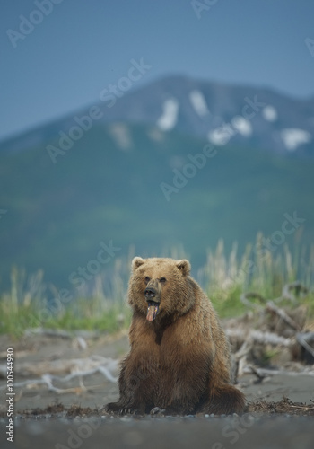 Grizzly bear sitting on the beach, mountain in the background, Lake Clark, Alaska