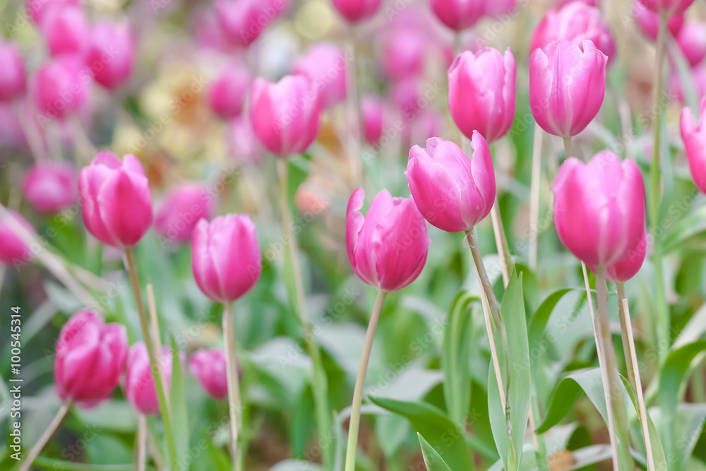 Beautiful pink tulips are blooming in the garden