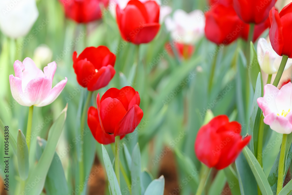 Beautiful tulips are blooming in the garden Beautiful tulips are blooming in the garden